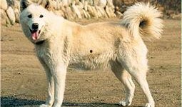 狼狗最新爆料网站下载安装